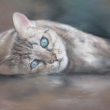 2011, Ko�ka, pra�n� k��dy na pap��e 60x45cm (#)